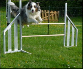 Haie agility